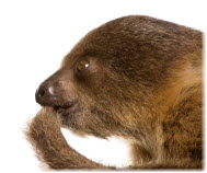 Sloth