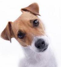 Inquisitive