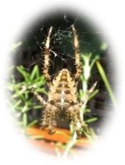 Spider with Canon A70