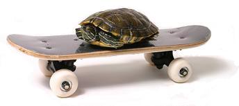 Turtle